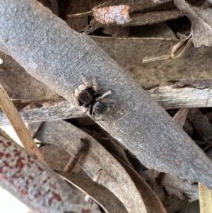 Maratus vespertilio at Murrumbateman, NSW - 11 Oct 2021