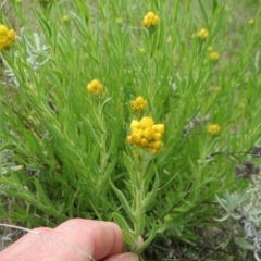 Chrysocephalum semipapposum at Molonglo Valley, ACT - 10 Oct 2021