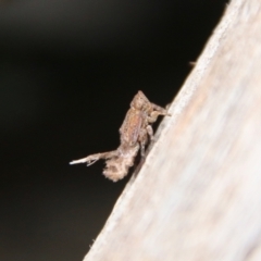 Fulgoroidea sp. (superfamily) at Hughes, ACT - 11 Oct 2021