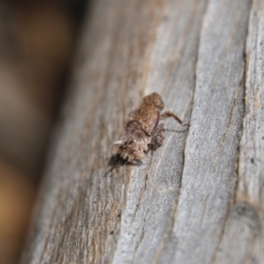 Fulgoroidea (superfamily) at Hughes, ACT - 11 Oct 2021 01:03 PM