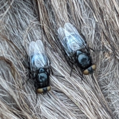 Unidentified True fly (Diptera) at Stromlo, ACT - 3 Oct 2021 by HelenCross