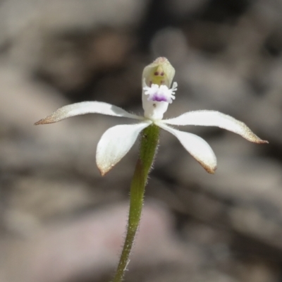 Caladenia ustulata (Brown Caps) at Bruce Ridge to Gossan Hill - 27 Sep 2021 by AlisonMilton