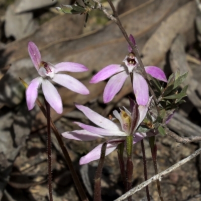 Caladenia fuscata (Dusky Fingers) at Bruce, ACT - 27 Sep 2021 by AlisonMilton