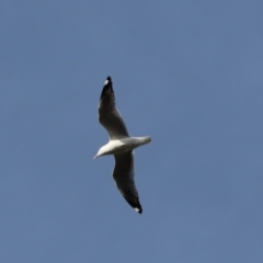 Chroicocephalus novaehollandiae (Silver Gull) at Mount Painter - 8 Oct 2021 by Tammy