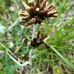 Euchiton japonicus (Creeping Cudweed) at Murrumbateman, NSW - 10 Oct 2021 by SimoneC