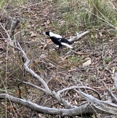 Gymnorhina tibicen (Australian Magpie) at Mount Jerrabomberra - 10 Oct 2021 by SteveBorkowskis