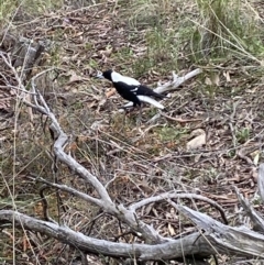 Gymnorhina tibicen (Australian Magpie) at Mount Jerrabomberra QP - 10 Oct 2021 by Steve_Bok