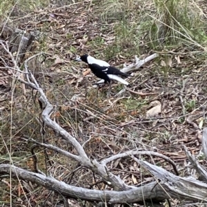 Gymnorhina tibicen at Jerrabomberra, NSW - 10 Oct 2021