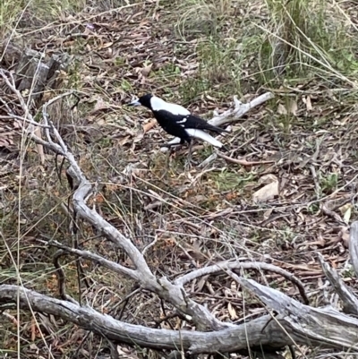Gymnorhina tibicen (Australian Magpie) at Mount Jerrabomberra - 10 Oct 2021 by Steve_Bok