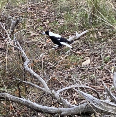 Gymnorhina tibicen (Australian Magpie) at Mount Jerrabomberra - 10 Oct 2021 by SteveBorkowskis