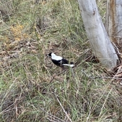 Gymnorhina tibicen at Jerrabomberra, NSW - 10 Oct 2021 11:21 AM