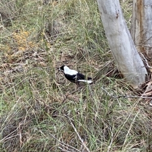 Gymnorhina tibicen at Jerrabomberra, NSW - 10 Oct 2021