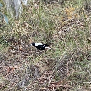 Gymnorhina tibicen at Jerrabomberra, NSW - 10 Oct 2021