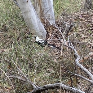 Gymnorhina tibicen at Jerrabomberra, NSW - 10 Oct 2021