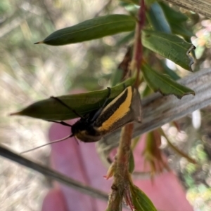 Philobota chrysopotama at Murrumbateman, NSW - 11 Oct 2021 12:36 PM