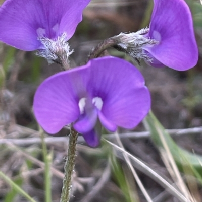Swainsona behriana (Behr's Swainson-Pea) at Mount Ainslie - 11 Oct 2021 by JaneR