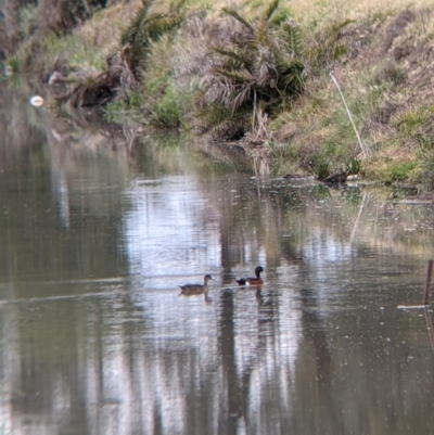 Anas castanea (Chestnut Teal) at Leeton, NSW - 9 Oct 2021 by Darcy