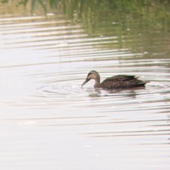 Anas superciliosa (Pacific Black Duck) at Leeton, NSW - 10 Oct 2021 by Darcy