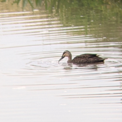 Anas superciliosa (Pacific Black Duck) at Leeton, NSW - 9 Oct 2021 by Darcy