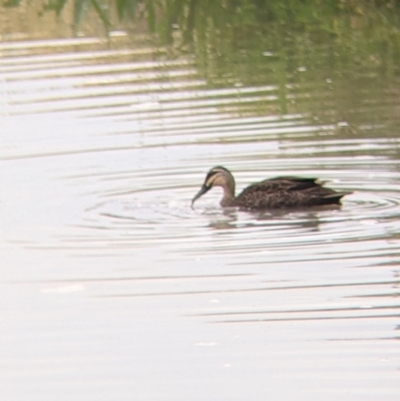 Anas superciliosa (Pacific Black Duck) at Leeton, NSW - 10 Oct 2021 by Darcy