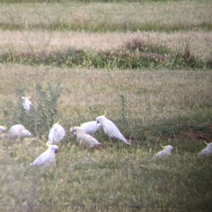 Cacatua galerita at Leeton, NSW - 10 Oct 2021