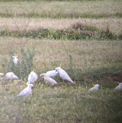 Cacatua galerita (Sulphur-crested Cockatoo) at Leeton, NSW - 10 Oct 2021 by Darcy
