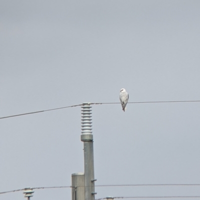 Elanus axillaris (Black-shouldered Kite) at Leeton, NSW - 10 Oct 2021 by Darcy