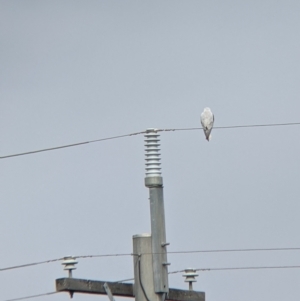 Elanus axillaris at Leeton, NSW - 10 Oct 2021