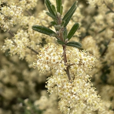 Pomaderris angustifolia (Pomaderris) at Campbell, ACT - 11 Oct 2021 by JaneR