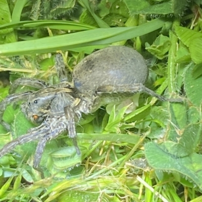 Portacosa cinerea (Grey wolf spider) at Jerrabomberra, NSW - 11 Oct 2021 by SteveBorkowskis