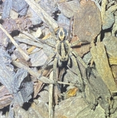 Unidentified Wolf spider (Lycosidae) at Jerrabomberra, NSW - 11 Oct 2021 by SteveBorkowskis