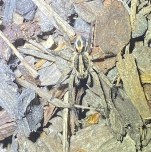 Lycosidae (family) at Jerrabomberra, NSW - suppressed