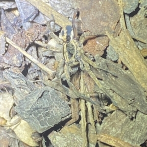 Lycosidae (family) at Jerrabomberra, NSW - suppressed