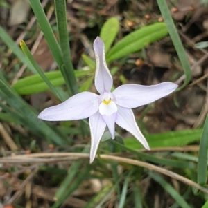 Glossodia major at Holt, ACT - suppressed