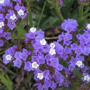 Limonium sinuatum at Leeton, NSW - 10 Oct 2021