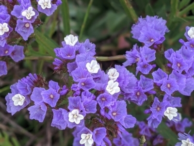 Limonium sinuatum (Perennial Sea Lavender) at Leeton, NSW - 9 Oct 2021 by Darcy