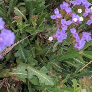 Limonium sinuatum at Leeton, NSW - 10 Oct 2021