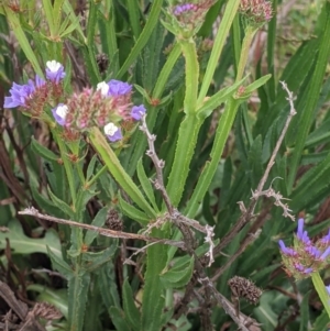 Limonium sinuatum at Leeton, NSW - 10 Oct 2021