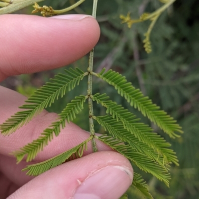 Acacia mearnsii (Black Wattle) at Leeton, NSW - 9 Oct 2021 by Darcy