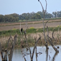 Phalacrocorax carbo (Great Cormorant) at Leeton, NSW - 10 Oct 2021 by Darcy