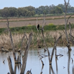 Cygnus atratus (Black Swan) at Leeton, NSW - 9 Oct 2021 by Darcy