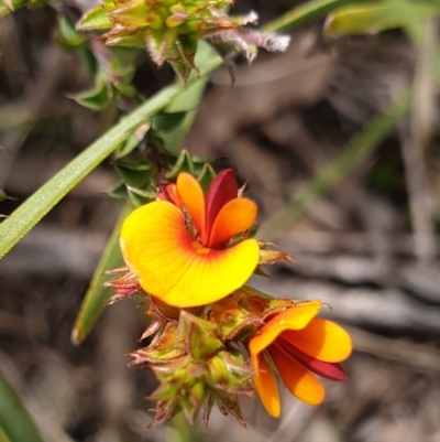 Pultenaea procumbens (Bush Pea) at Holt, ACT - 10 Oct 2021 by drakes