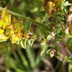 Pultenaea procumbens at Holt, ACT - 11 Oct 2021