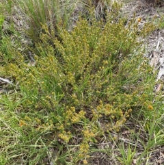 Pultenaea procumbens at Holt, ACT - 11 Oct 2021