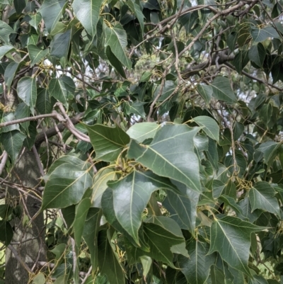 Brachychiton populneus (Kurrajong) at Leeton, NSW - 10 Oct 2021 by Darcy