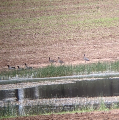 Chenonetta jubata (Australian Wood Duck) at Fargunyah, NSW - 11 Oct 2021 by Darcy