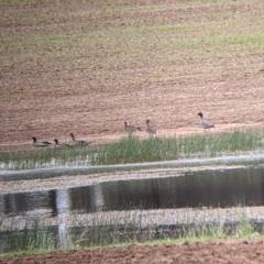 Chenonetta jubata at Fargunyah, NSW - 11 Oct 2021