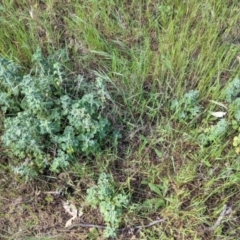 Marrubium vulgare at Walbundrie, NSW - 11 Oct 2021