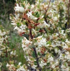 Brachyloma daphnoides (Daphne Heath) at Molonglo Valley, ACT - 10 Oct 2021 by sangio7