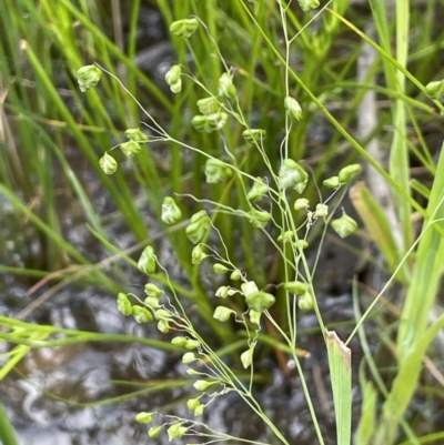 Briza minor (Shivery Grass) at Pialligo, ACT - 11 Oct 2021 by JaneR